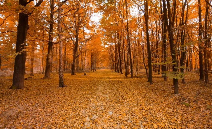 forest with fall leaves