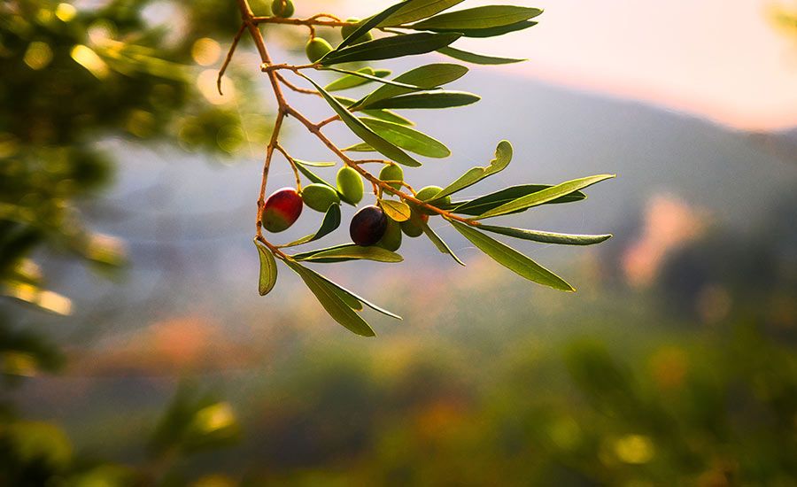 hair-mask-with-olive-oil.jpg