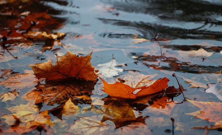 september-detox-2.webp